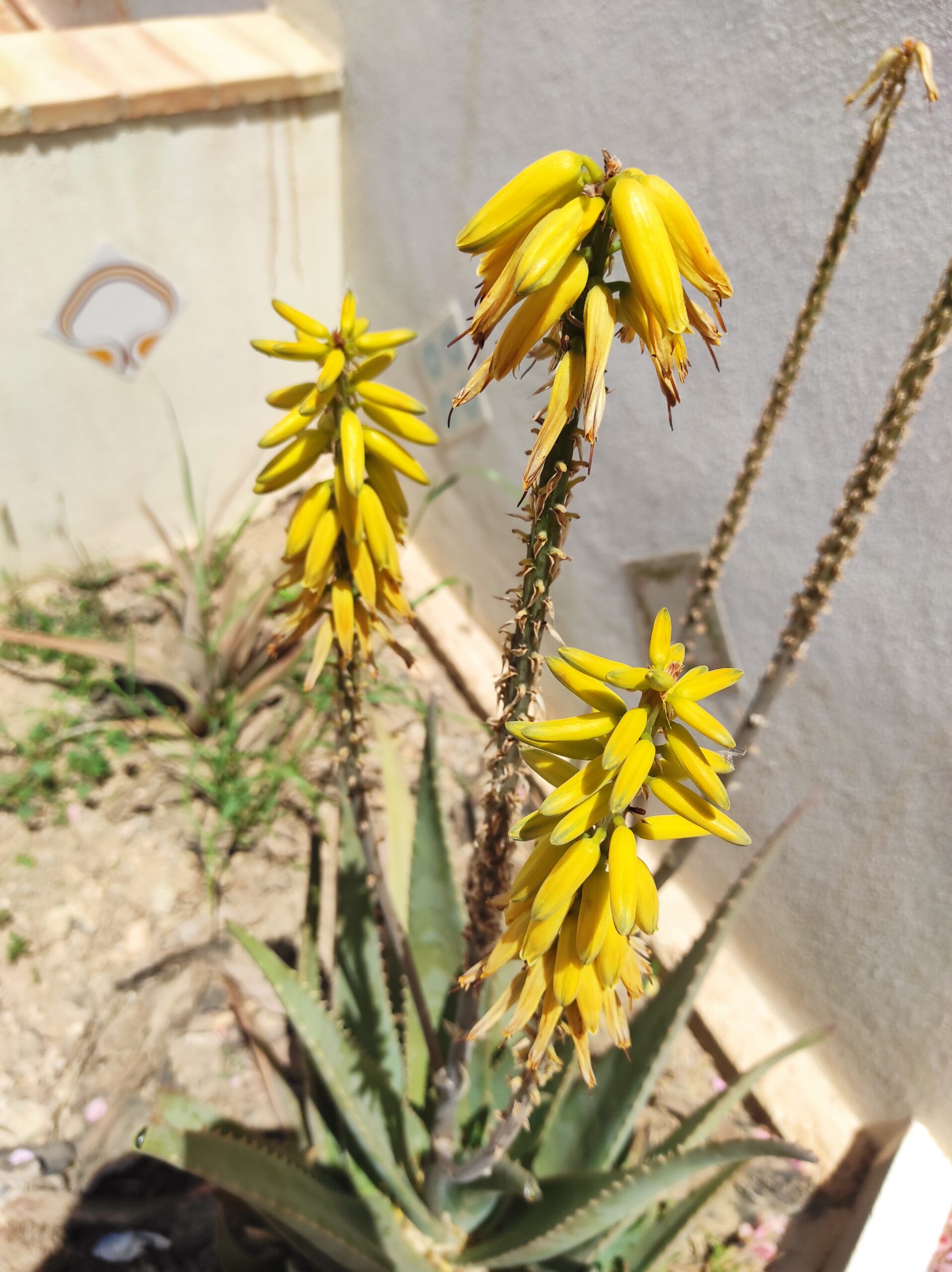 BonMerité aloe vera õis BonMerité aloe vera õis