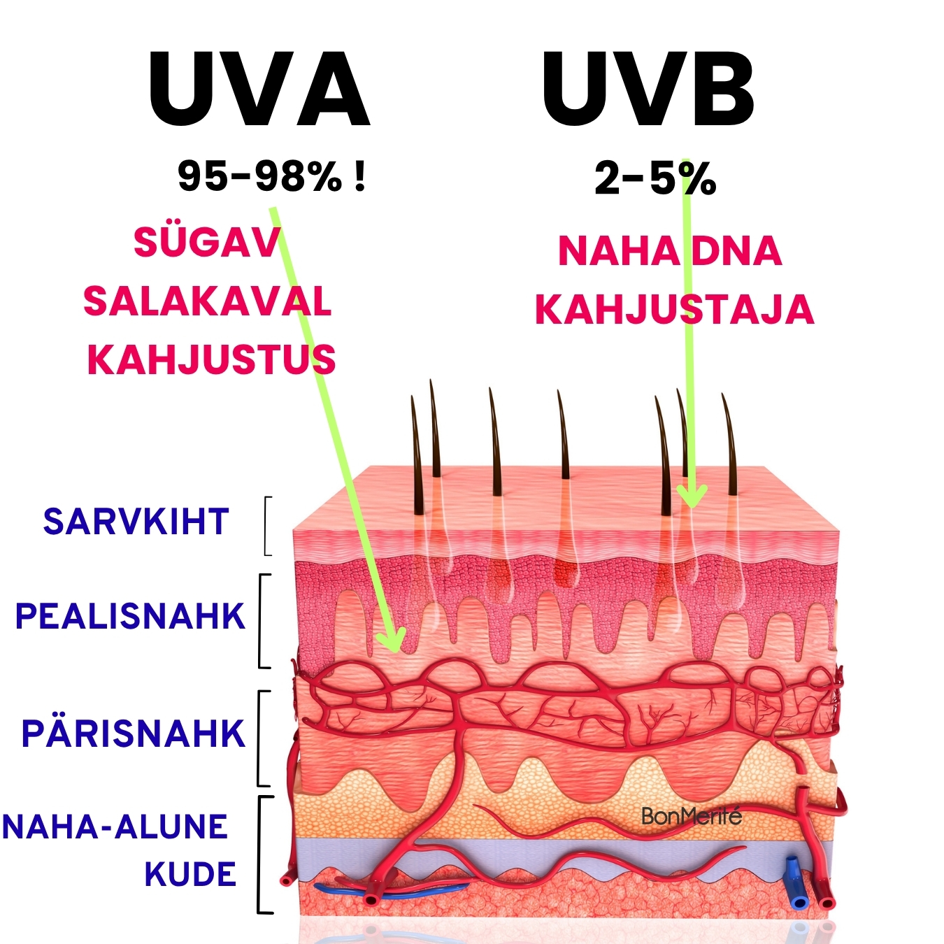 BonMerité: naha läbilõige ja UV-kiirguse kahjustused
